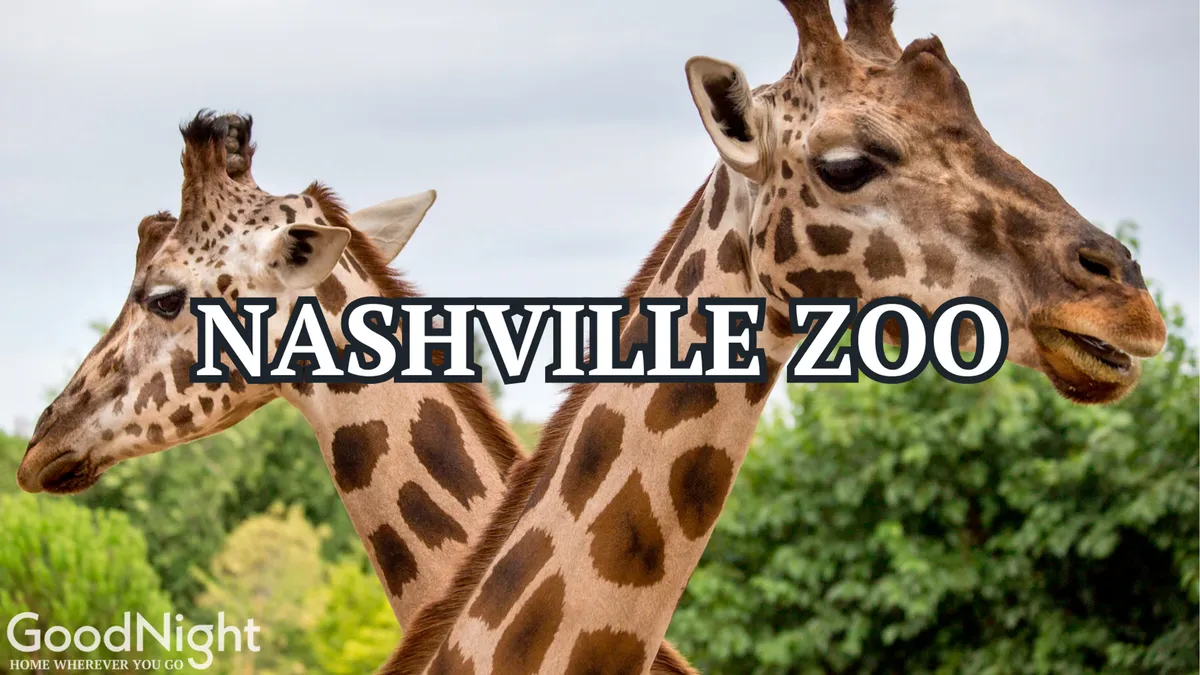 A lively outdoor scene featuring two giraffes with their heads extended above lush greenery at the Nashville Zoo. This image captures the excitement and educational aspect of visiting the zoo, as well as the sense of wonder children experience during close encounters with animals.